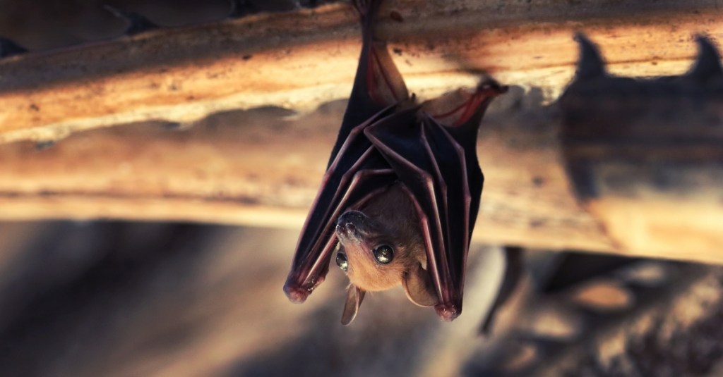 were-just-starting-to-learn-why-bats-have-high-cancer-resistance
