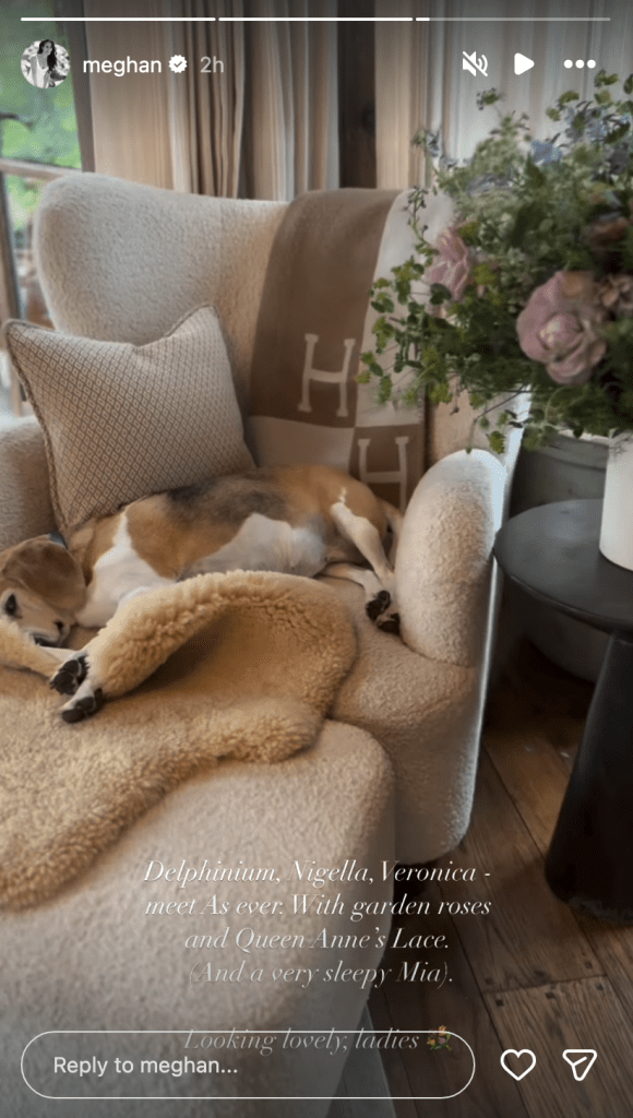 A beagle dog sleeping on a cream-colored armchair with a brown blanket.