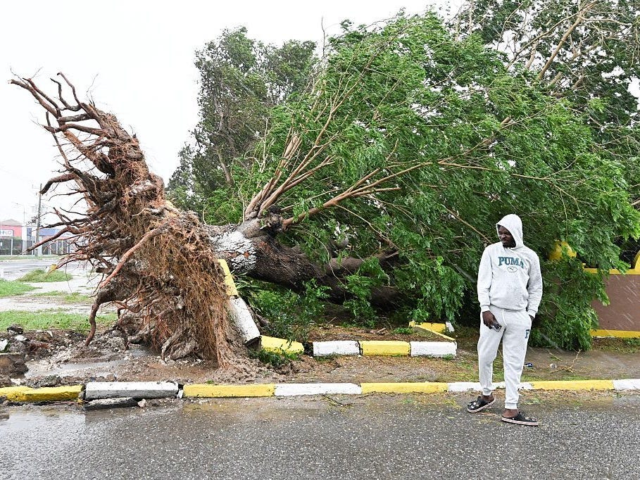 An uprooted tree in Jamaica during Hurricane Melissa.