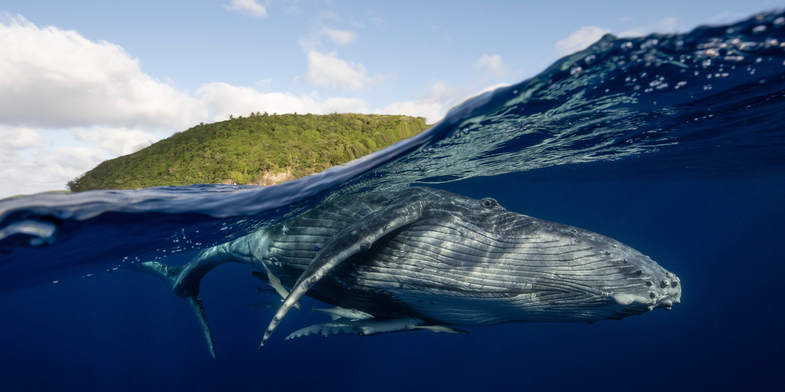 A whale swims near the water's surface, with a tree-covered bit of land visible in the background.