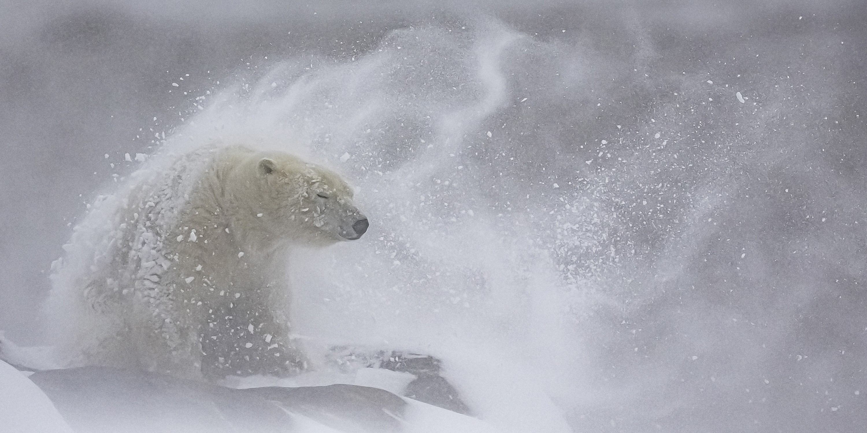 Wind-blown snow hits and flies over a polar bear.