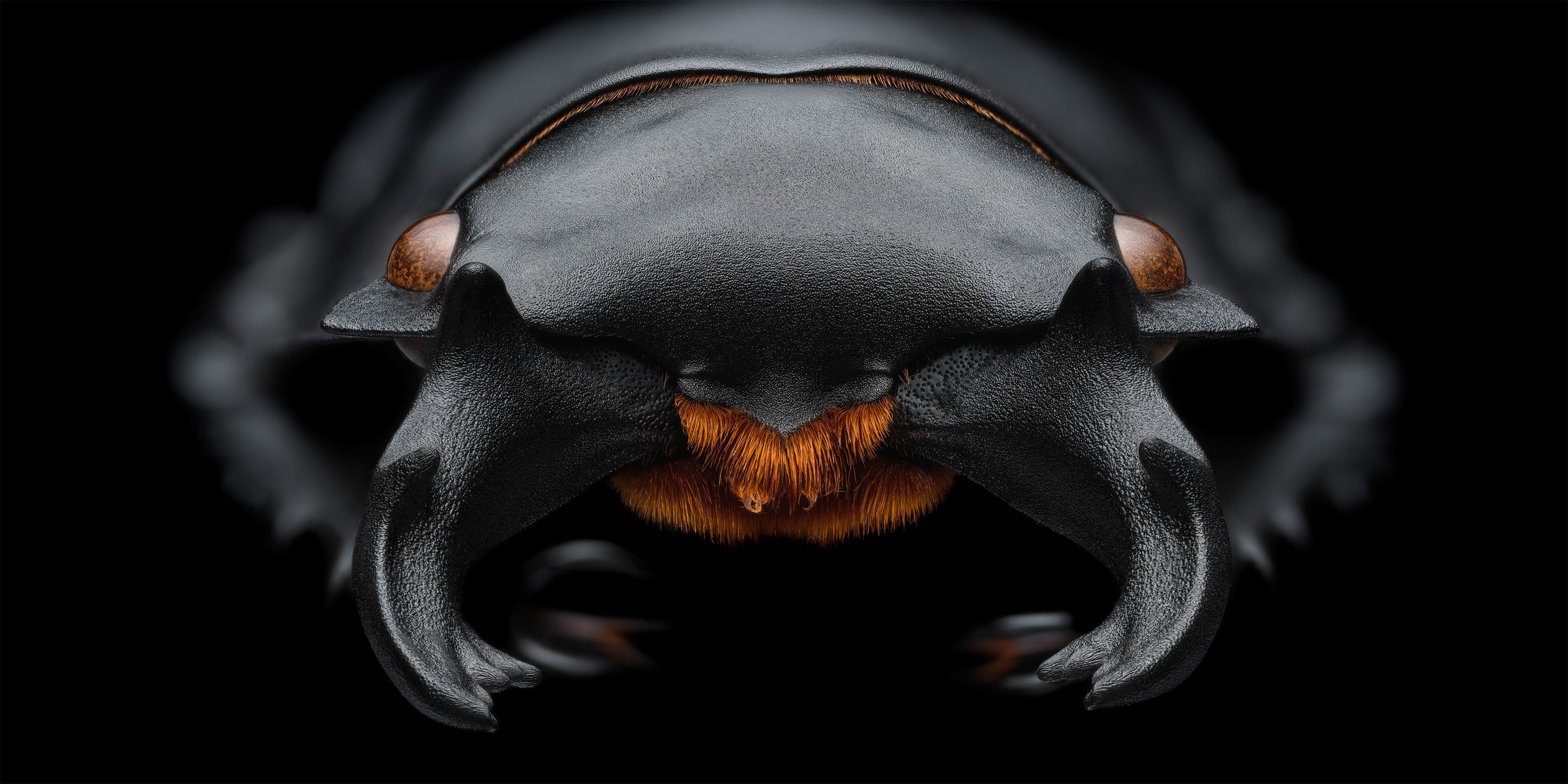 A close view of the head and mouth of a beetle.