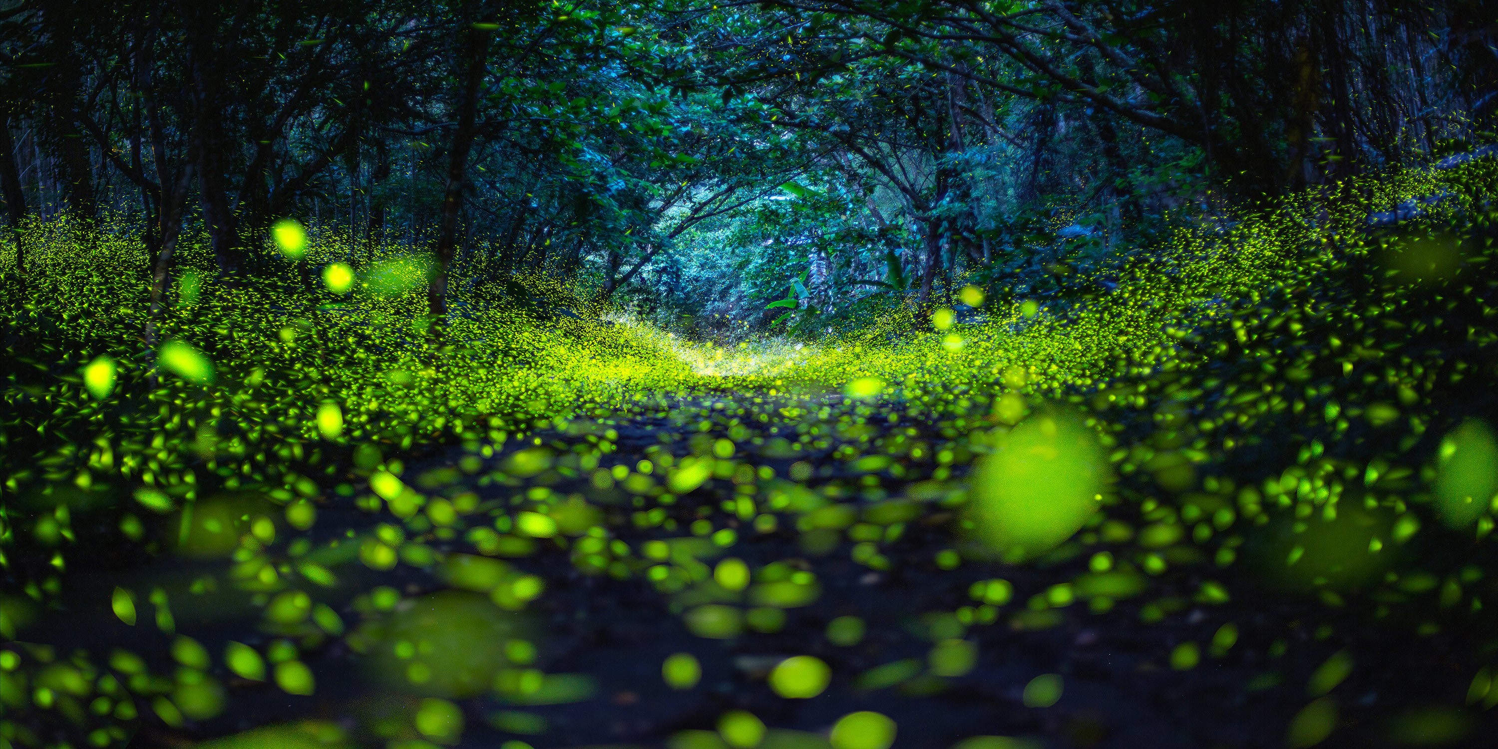 A long-exposure image of a forest path, carpeted with thousands of tiny green dots made by fireflies