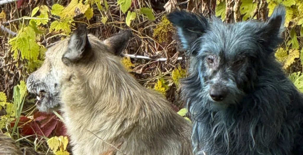 Are the Blue Dogs of Chernobyl Radioactive? The Answer is No, They Are Not.
