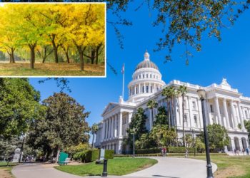 ‘Vomit’-like stench wafting from trees in California State Capitol Park: ‘Pungent and unpleasant’
