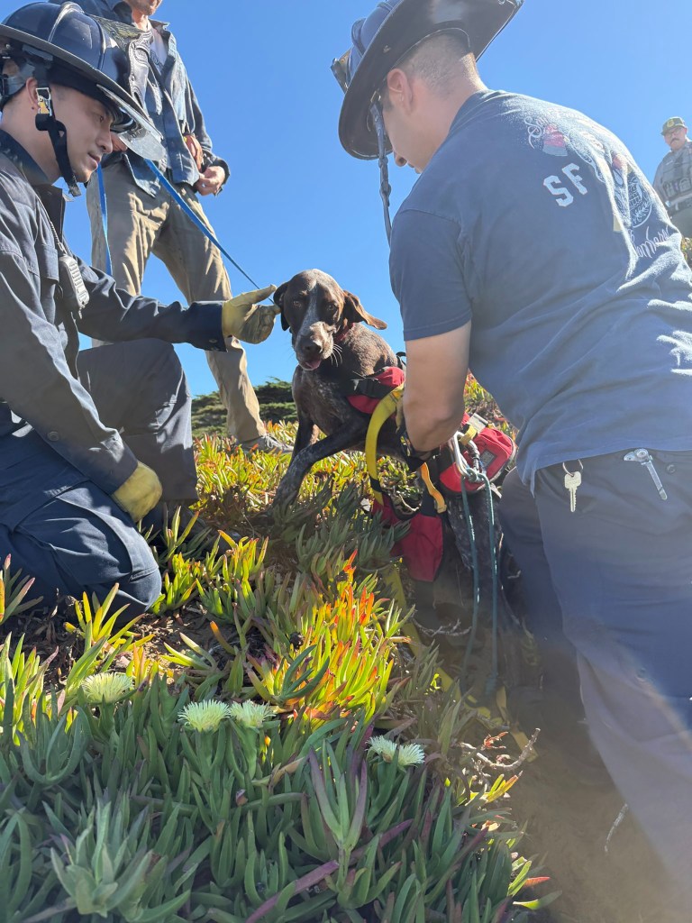 A dog wearing a rescue harness is being held by two firefighters, one in blue and one in a dark t-shirt.