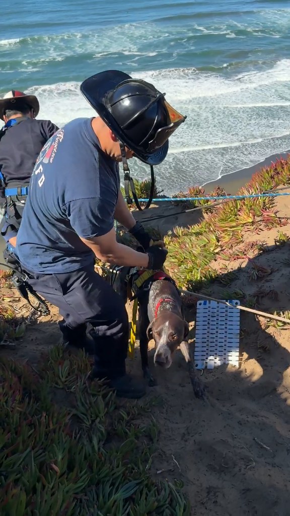 A firefighter helps a dog wearing a harness near the ocean at Fort Funston.