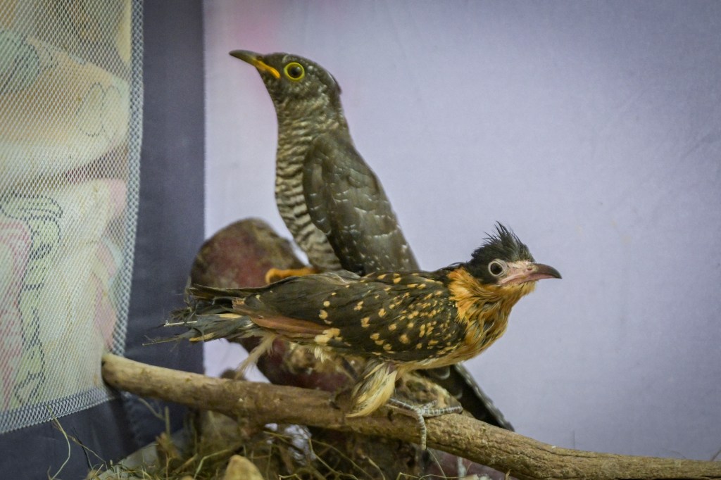 Two common cuckoos on a branch at an animal clinic.