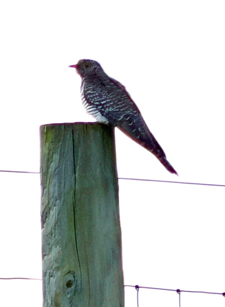 A cuckoo bird perched on a wooden fence post.