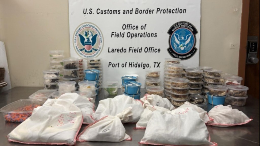 Seized reptiles in plastic containers and bags on a table in front of a U.S. Customs and Border Protection sign.