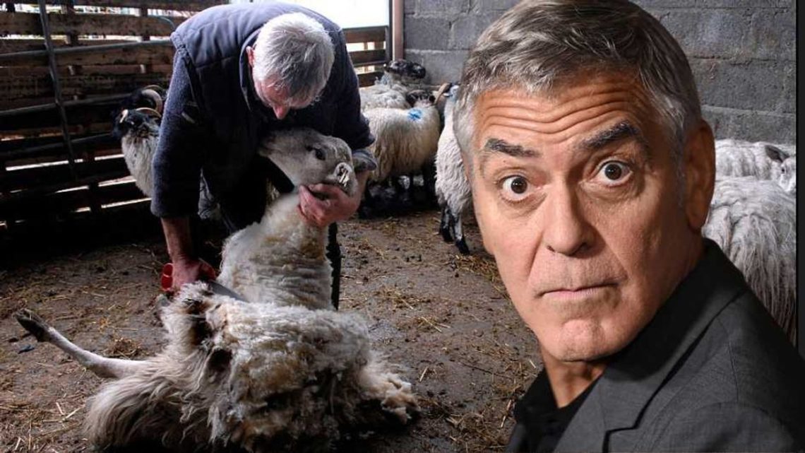‘Farmer’ George Clooney wouldn’t last a minute with my family’s sheep