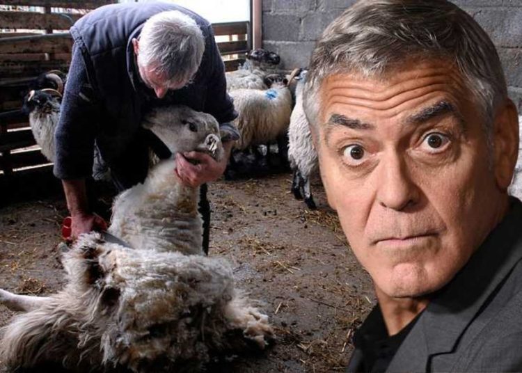‘Farmer’ George Clooney wouldn’t last a minute with my family’s sheep