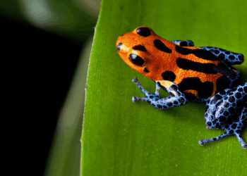 Snakes Filmed ‘Wiping’ Poison Off Frogs Before Eating Them Alive