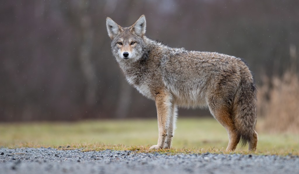 A coyote standing on gravel and grass, looking directly at the viewer.