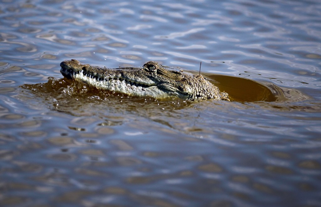 A Florida crocodile with its head above water.