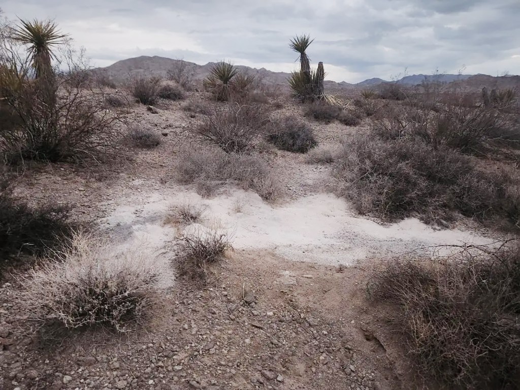 Piles of ashes found in Searchlight, Nevada.