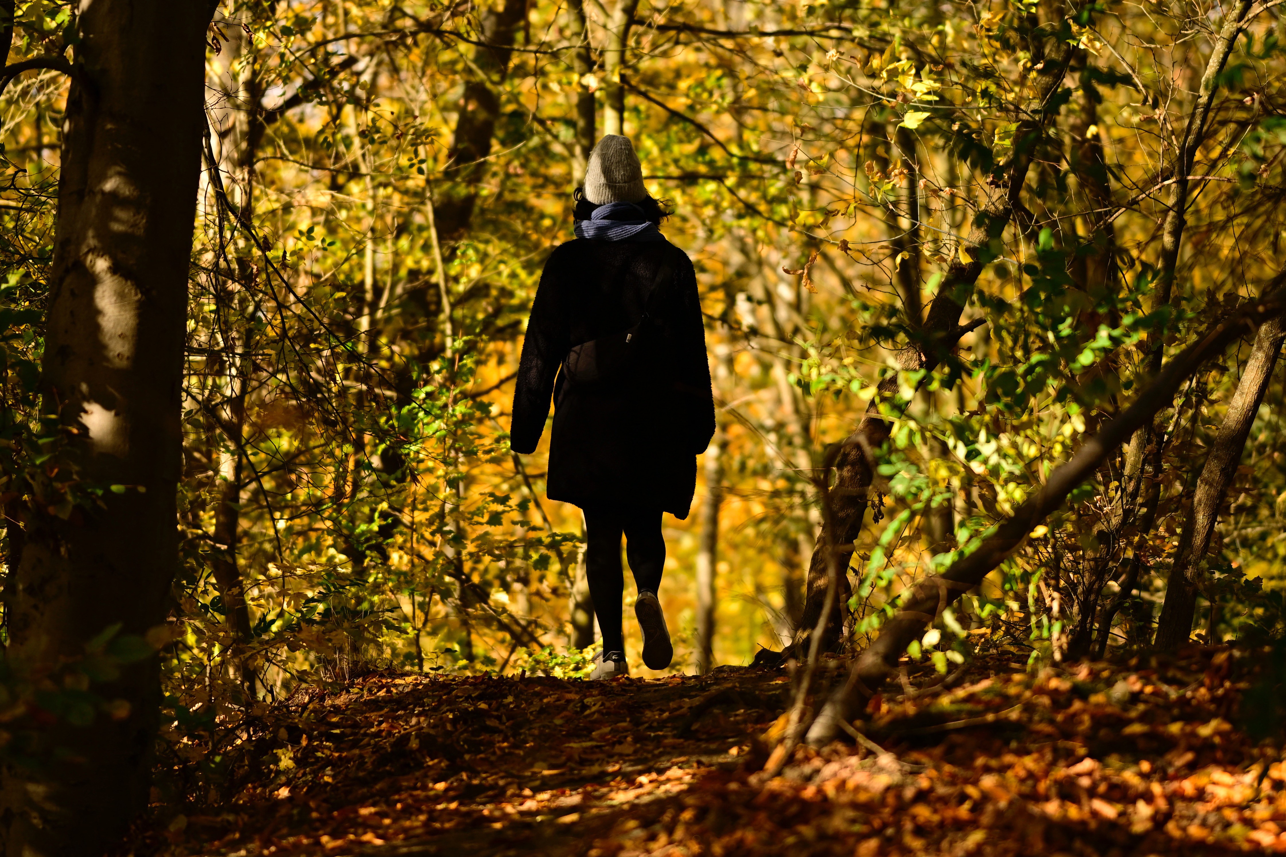 A person walks on a pathe through a forest filled with autumn-colored leaves.