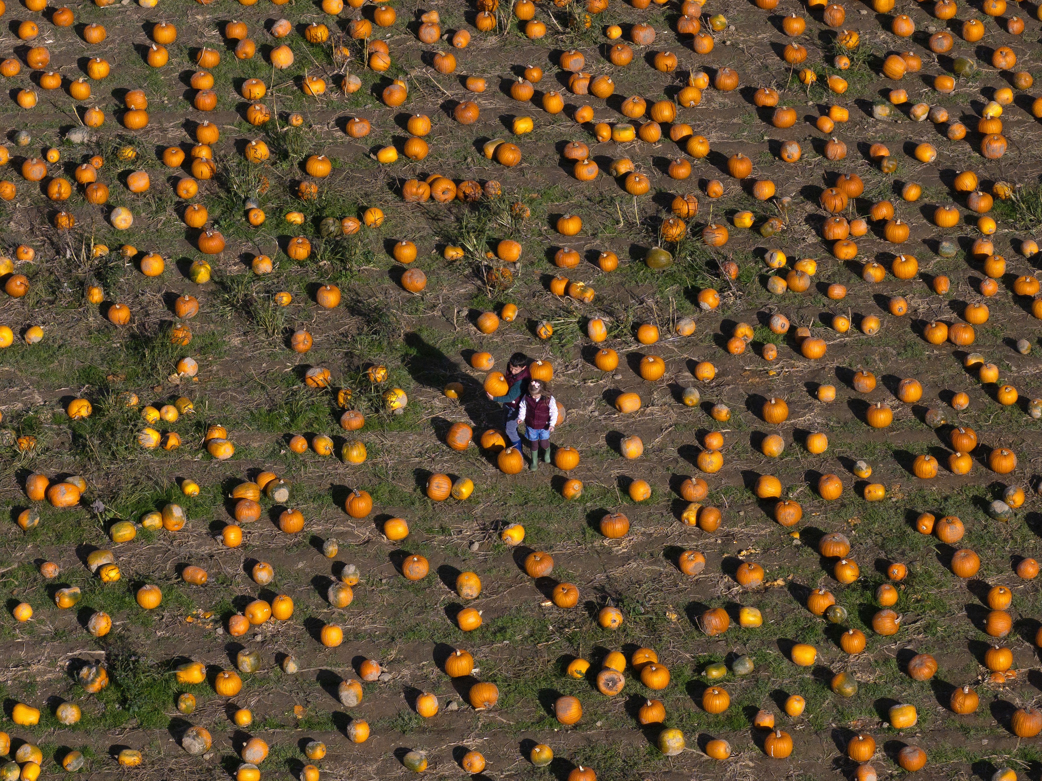 An aerial view of two children walking through a pumpkin patch