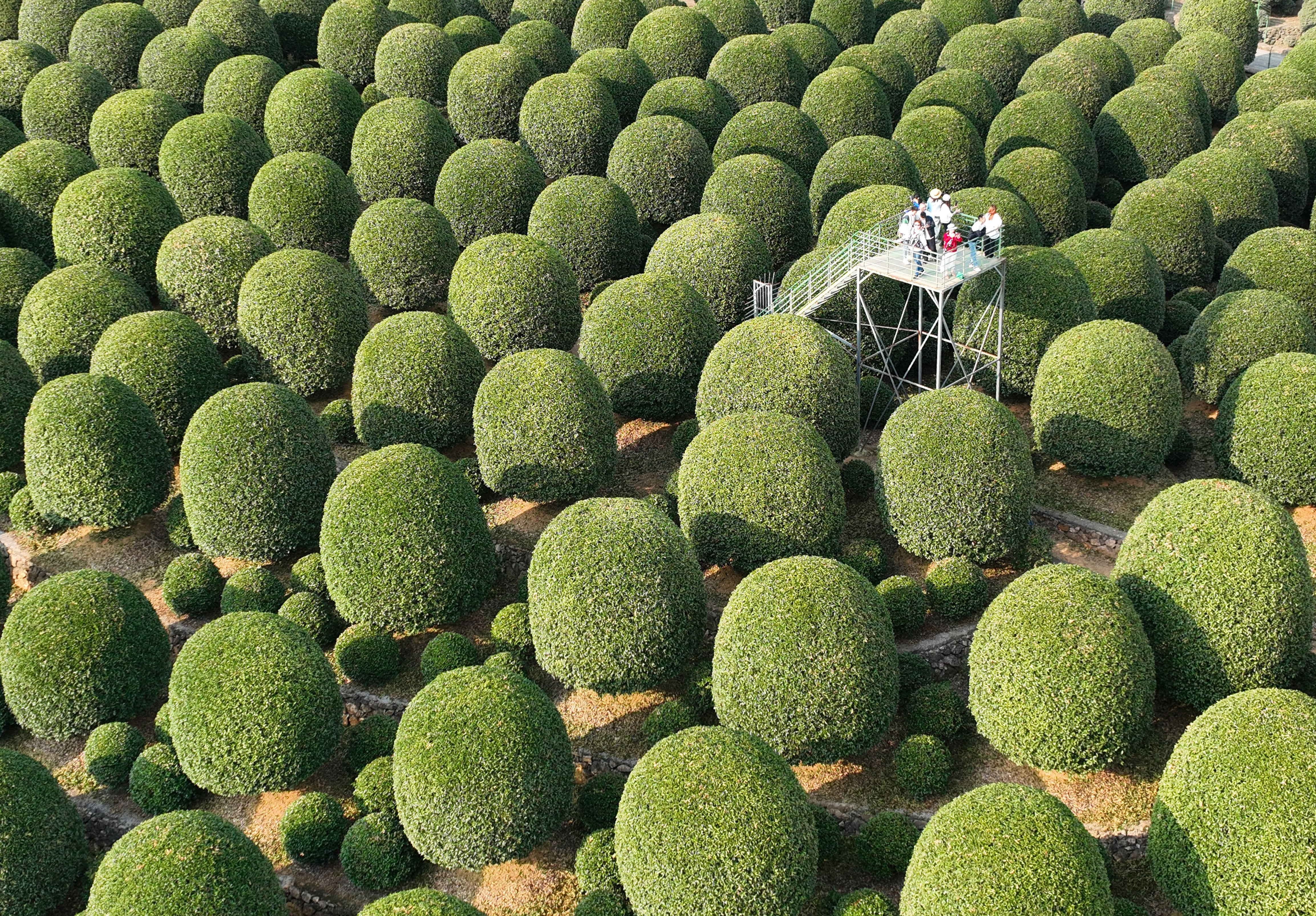 Several people gather on a viewing stand set up in a field of trees that have been pruned into rounded shapes.