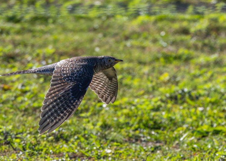 Birders going ‘cuckoo’ after unexpected sighting in New York City area