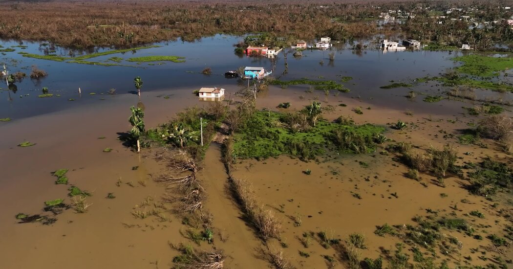 In a Jamaican Town, Melissa Leaves Floods ‘Infested’ by Dead Livestock