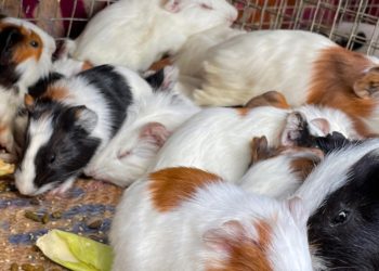 24 Guinea Pigs Stolen From Arizona Sanctuary Have Been Found Alive