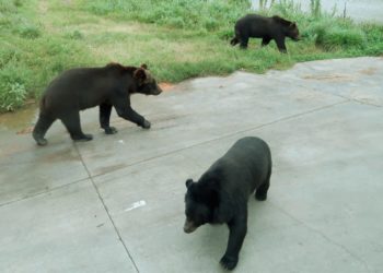 A Black Bear Broke Into a California Zoo to Hang Out With Their Bears