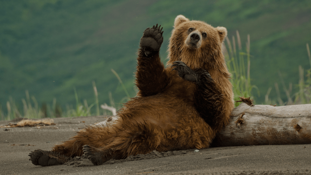 fat-bear-week-is-back-and-alaskas-brown-bears-are-chonkier-than-ever