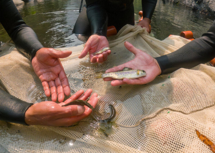A River Restoration in Oregon Gets Fast Results: The Salmon Swam Right Back