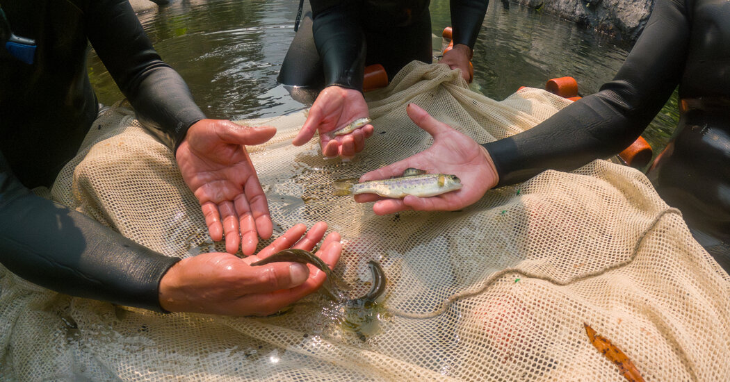A River Restoration in Oregon Gets Fast Results: The Salmon Swam Right Back
