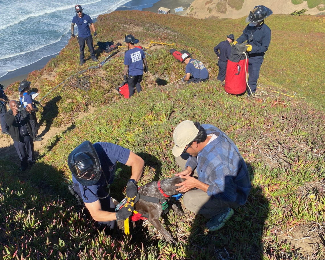 A San Francisco dog wags its tail and kisses rescuers after it’s plucked from the side of a cliff