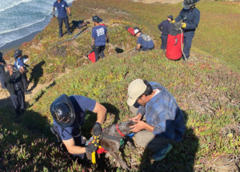A San Francisco dog wags its tail and kisses rescuers after it’s plucked from the side of a cliff