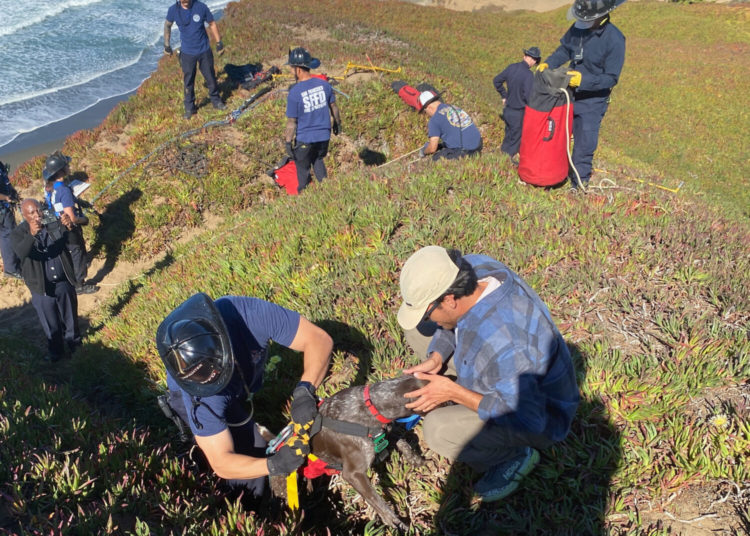 A San Francisco dog wags its tail and kisses rescuers after it’s plucked from the side of a cliff
