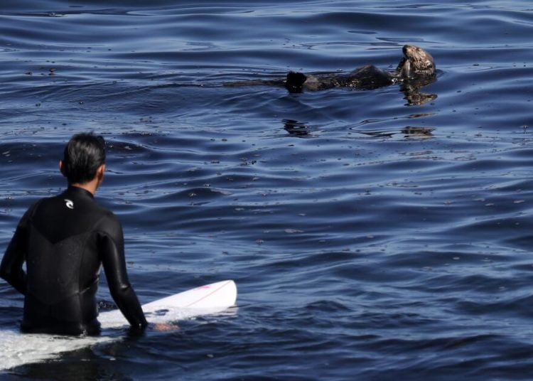 A rogue Santa Cruz otter is terrorizing surfers: the redux