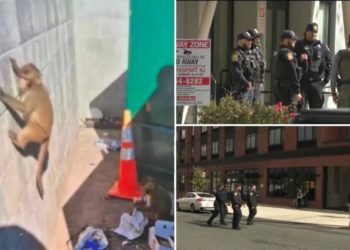 AI-generated monkey hoax had NJ cops going bananas searching for loose primates