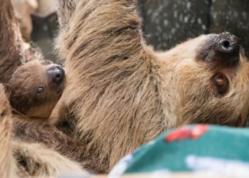 Adorable newborn sloth named Beanie’s Baby makes public debut at Elmwood Park Zoo