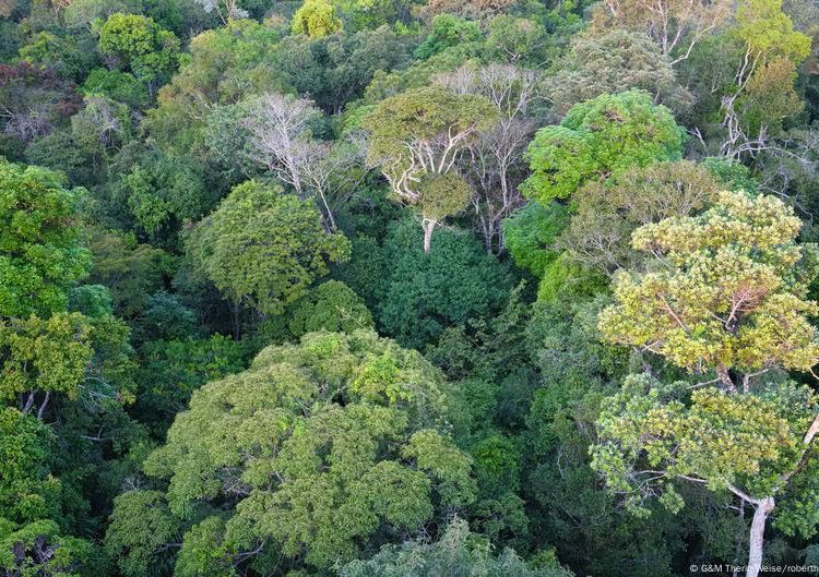 Ahead of UN climate talks, Brazil says deforestation is down