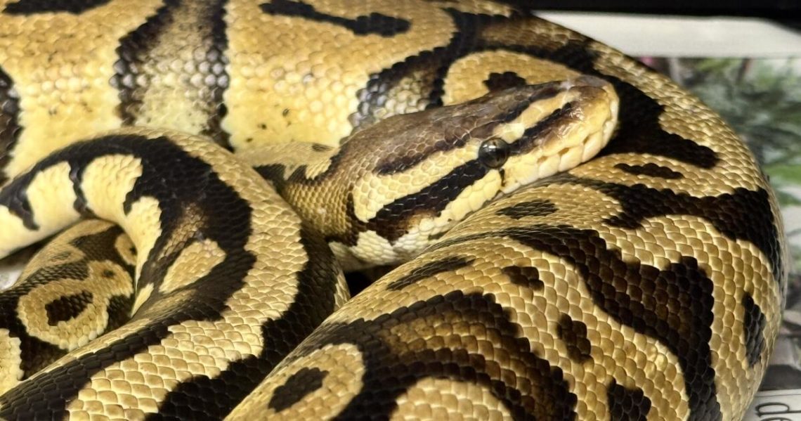 An animal-style problem at SoCal In-N-Out’s grand opening: A big snake