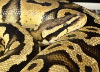 An animal-style problem at SoCal In-N-Out’s grand opening: A big snake