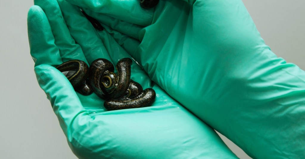 Ancient Leeches Didn’t Drink Blood—They Did Something Much Creepier