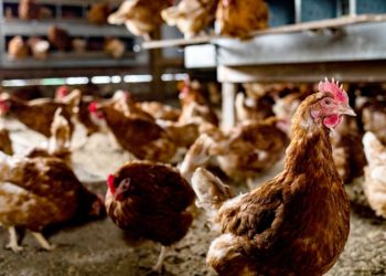 Bird flu cases on the rise, as illness confirmed at Georgia commercial poultry farm