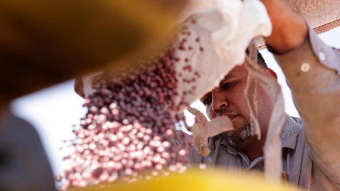 Brazilian farmers beef up soybean production as China halts business with US during trade fight