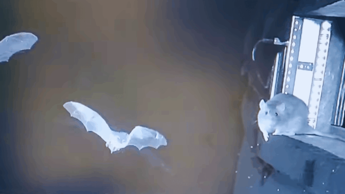 Brown Rats Filmed Snatching Bats Out of the Air Before Eating Them