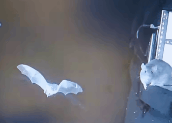 Brown Rats Filmed Snatching Bats Out of the Air Before Eating Them