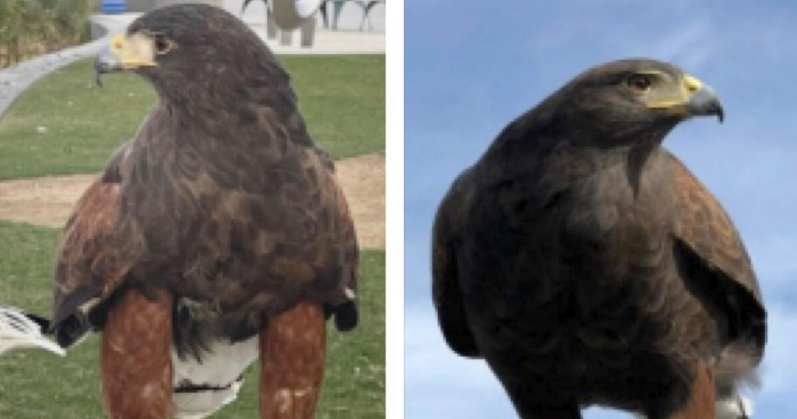 Bubba, one of two hawks stolen from SoFi Stadium, is found safe. Alice remains missing
