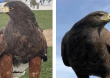Bubba, one of two hawks stolen from SoFi Stadium, is found safe. Alice remains missing
