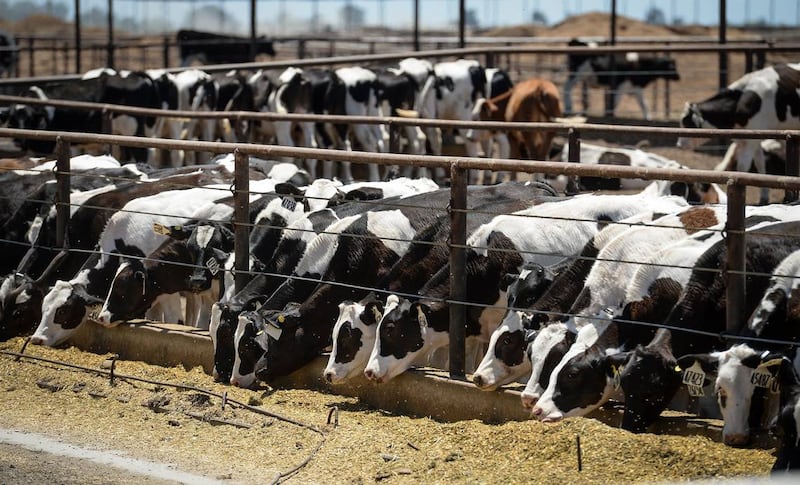 Dairy cows feed at a dairy farm, east of Corcoran, June 11, 2018.