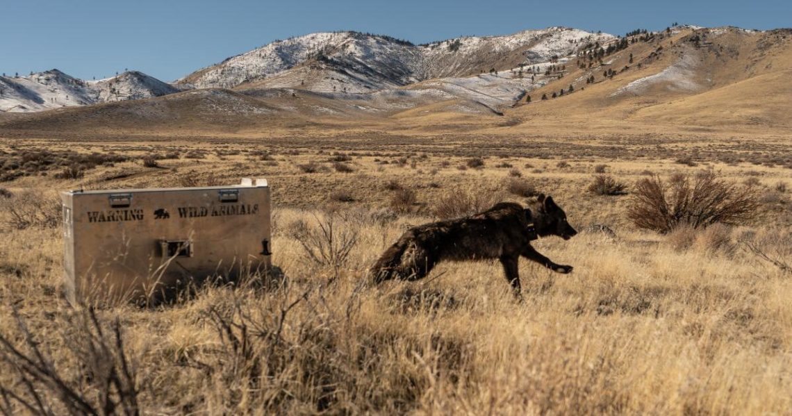 California euthanizes 4 gray wolves as ranchers bemoan surge in cattle kills