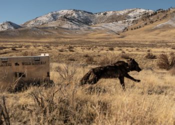 California euthanizes 4 gray wolves as ranchers bemoan surge in cattle kills