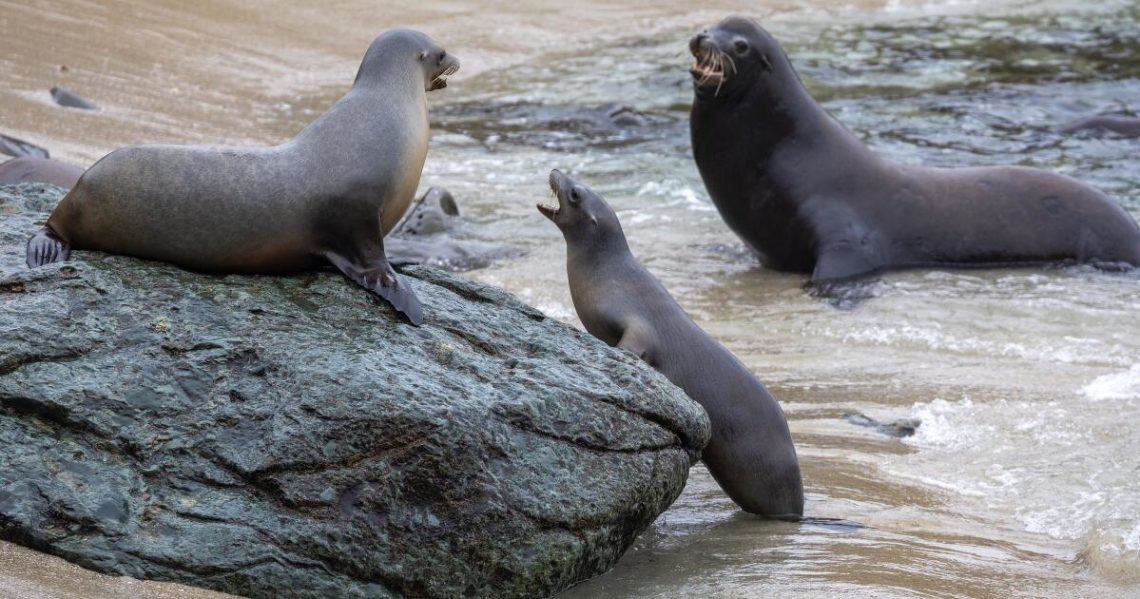 California man accused of decapitating sea lion, putting head in plastic bag. All lies, he says